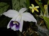 Laelia pumila var. coerulea  (Santa Barbara Orchid) 